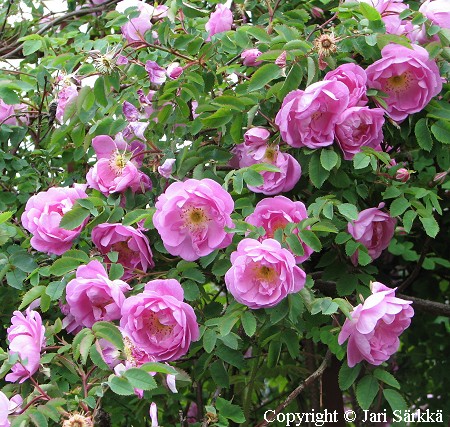 Rosa Pimpinellifolia-Ryhm 'Poppius'